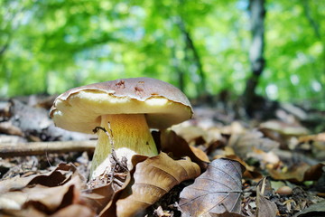white mushroom - Boletus reticulatus the forest in autumn. Concept of mushroom picking in the forest during autumn.