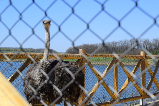 Big ostrich, muzzle with a huge beak, close-up. Beasts in captivity in the enclosure. Outdoor park with birds. Fluffy and large feathers on a living being.