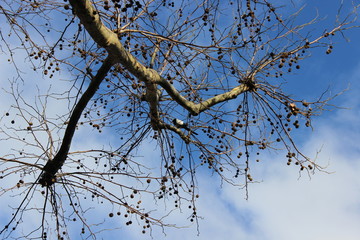 branches of a tree against blue sky