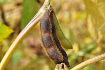 Soybeans in the natural environment in the field
