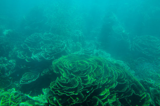 Fototapeta Rafa Ningaloo - Coral Bay - Australia Zachodnia