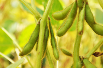 Soybeans in the natural environment in the field