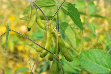 Soybeans in the natural environment in the field