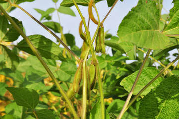 Soybeans in the natural environment in the field