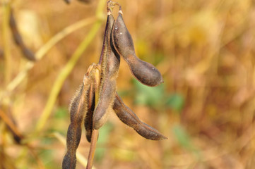 Soybeans in the natural environment in the field