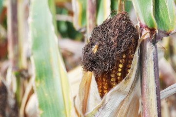 Corn plants in the natural environment in the field
