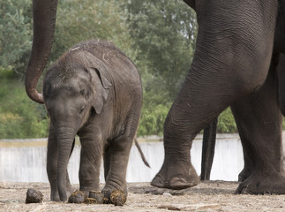 Aziatische baby olifant snuffelt.