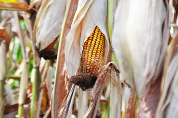 Corn plants in the natural environment in the field