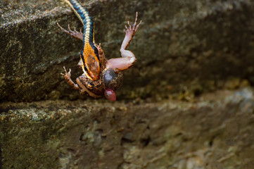 Snake eat frog