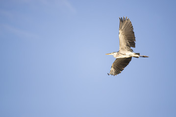 Grey heron flies in the blue sky.