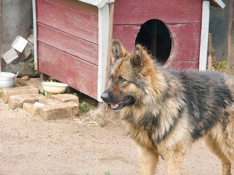 uncombed tethered dog