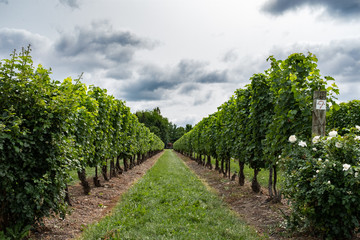 Fototapeta na wymiar Vineyard vines with a stormy sky
