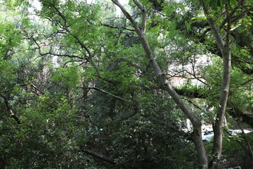 Fototapeta premium Trees in the park 