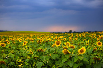 Sunflower field on the background of a dark blue storm clouds