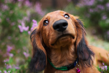 funny close up portrait of a dachshund puppy