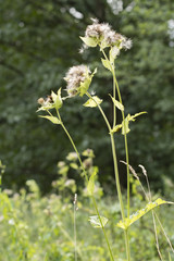 Fluffy plants in nature.