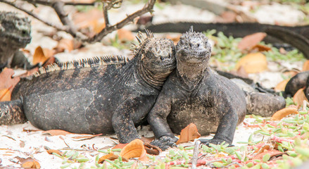 Cuddly Iguana