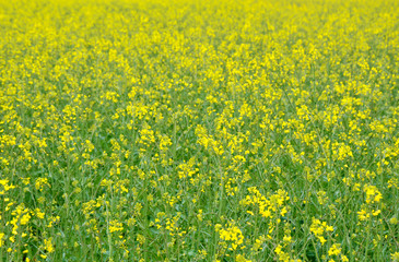 Fototapeta premium Rapeseed blossoms on field in Austria