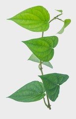 Green betel leaf isolated on the gray background with clipping path.