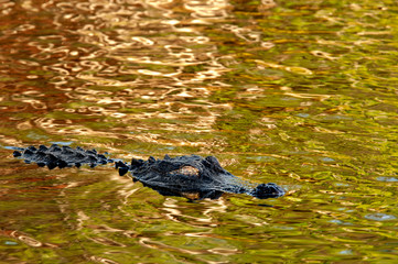 An American alligator with a golden eye floats on the surface of colorful shiny water reflecting...
