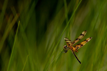 A halloween pendant dragonfly clings to beach grasses along Barefoot Beach, Florida.