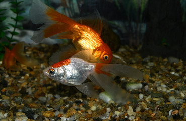 Golden fish (carassius auratus)  swim in a tropical aquarium