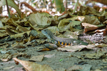 Obraz premium Forest lizard hidden in the grass