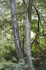 Coat of fibers on tree trunk.