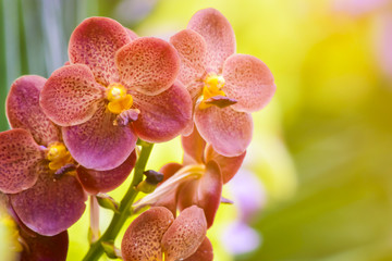 pink Phalaenopsis or Moth dendrobium Orchid flower in winter or spring day tropical garden Floral...