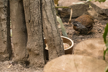 A small partridge with a bowl.
