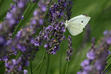 A Cabbage White Butterfly feeds blooming lavender stalks in my herb garden on a summer day.







