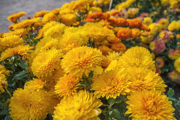 Yellow small chrysanthemum bush. Autumn garden plants. Bright flowers background. Floral field.