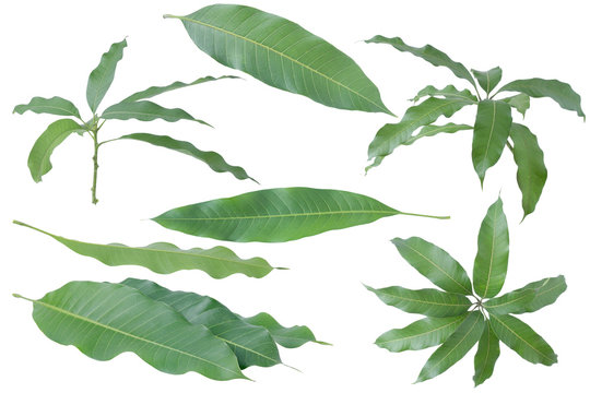 Green leaves of mango isolated on gray background, clipping path.