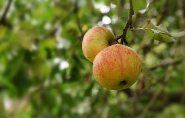 organic red yellow apples on an apple tree, ripe for harvesting, copy space, selected focus