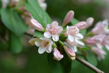Japanese weigela