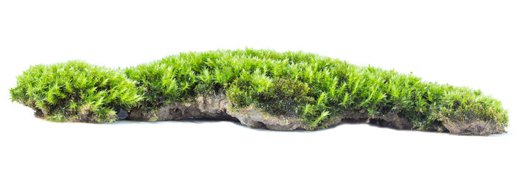 Green moss isolated on white background close up.