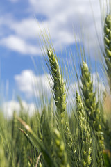 Obraz premium Barley Ears Against Blue Sky