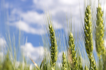 Obraz premium Barley Ears Against Blue Sky with White Clouds
