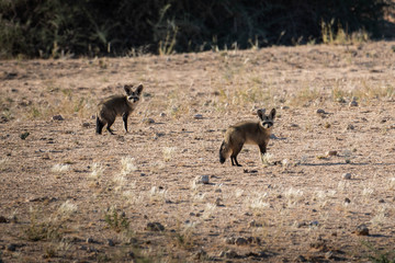 Bat eared fox