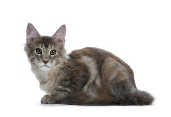 Obraz premium Soft toned tortie Maine Coon cat kitten girl laying down side ways, looking straight at lens isolated on a white background