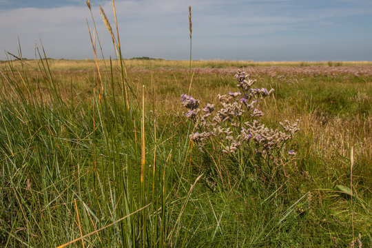 Halophyten