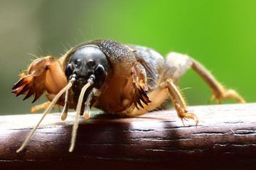 Mole crickets,Flying insects in Thailand. Live in the basement with a large hand to dig up the soil. It is a protein.