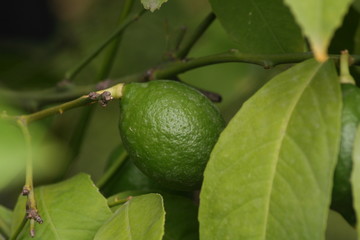 Limones Verdes
