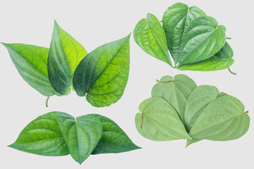 Fototapeta premium Green betel leaf isolated on the gray background with clipping path.
