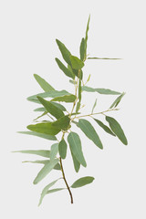 eucalyptus isolated on gray background with clipping path