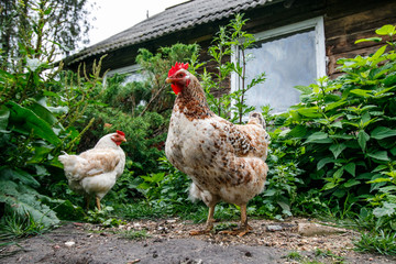 Chicken in ecological farm