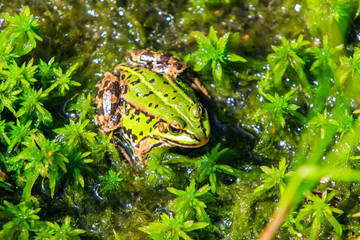 Frog in green background grass