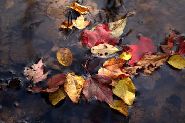 A cluster of autumn leaves rest in a small stream at the edge of the woods. 