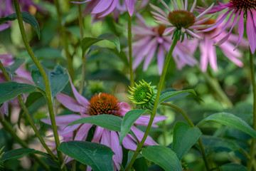 Fine art still life outdoor floral macro of an evolving single isolated young coneflower/echinacea...