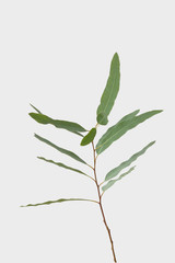 eucalyptus isolated on gray background with clipping path